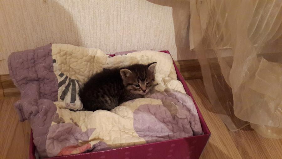 Простыл котенок как лечить в домашних условиях