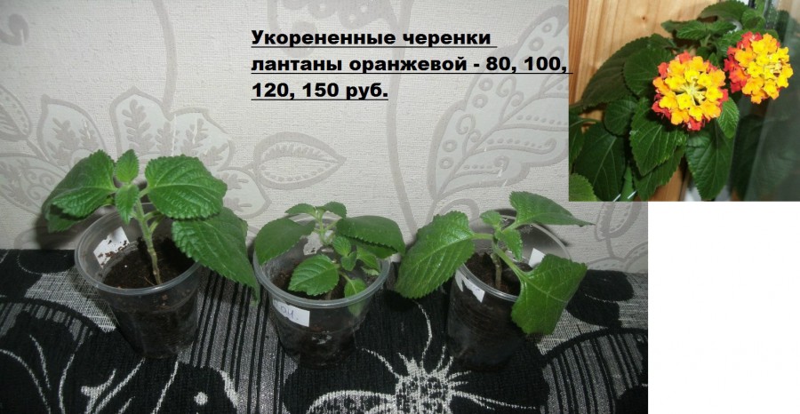 Семена домашних цветов почтой с бесплатной доставкой Семена домашних цветов почтой с бесплатной доставкой