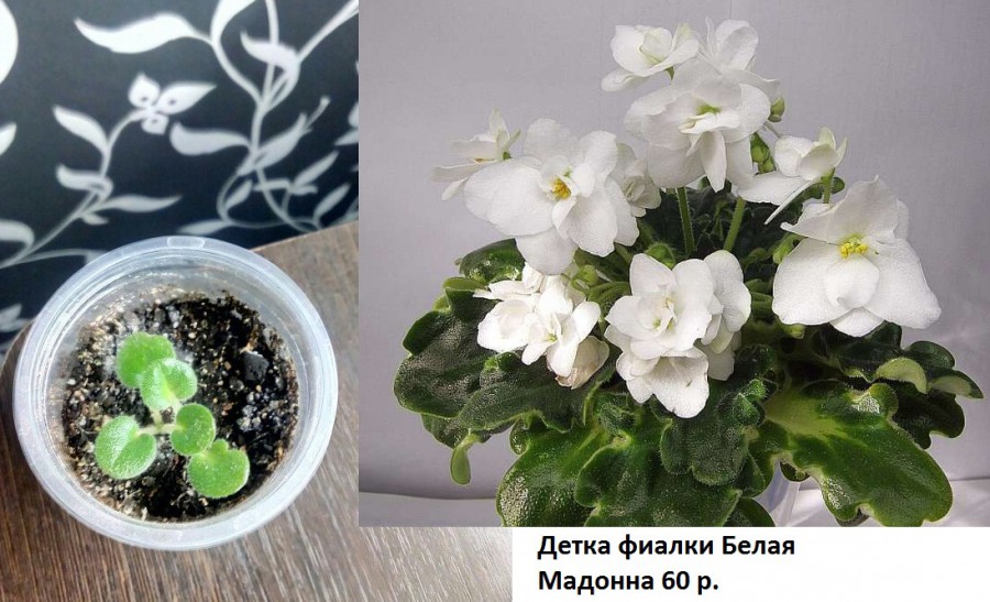 Листья фиалки уход за ними Листья фиалки уход за ними