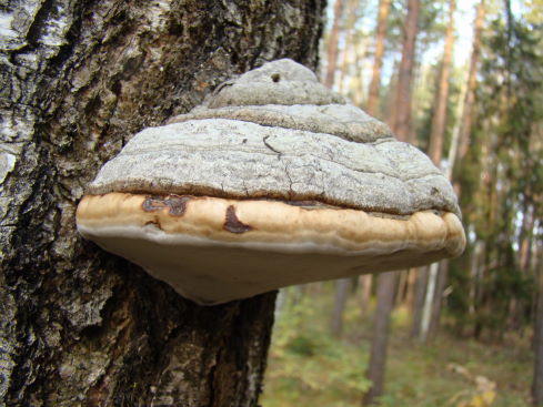 Разные сорта  чая