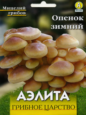 Опята на зиму. Опята на зиму.
