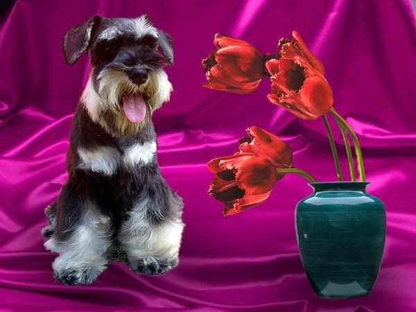 открытки с днём рождения с йоркширским терьером. стрижка собак груминг. поздравления грумеру. открытка с йорком с днем рождения. с днём рождения собачки.