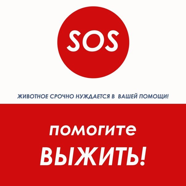 стоит сос картинки помощь животному санаторий, удобное