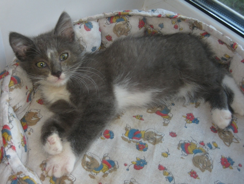 котята в добрые руки чебоксары