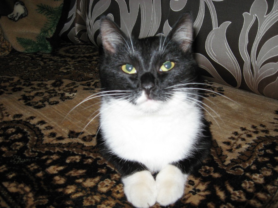 возьму в добрые руки взрослую кошку. дуся купить кошка. хочу взять взрослую кошку. взяли взрослого кота. взяли взрослого кота.