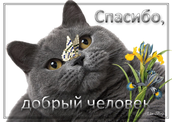 Красивые картинки животных с надписью спасибо