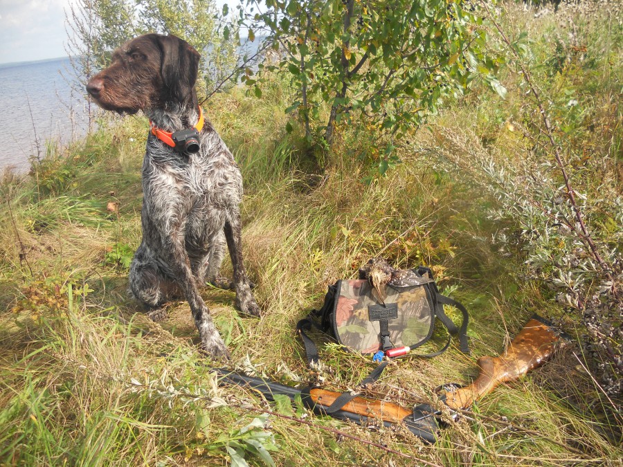 Осенняя охота на пернатую дичь. Передача про охоту 2000. Трапны стрэл продажа собак. Трапны. Королевский пойнтер.