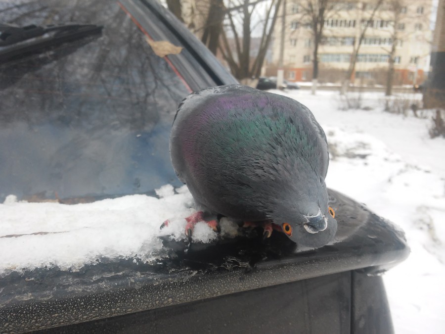 Присоединённое изображение
