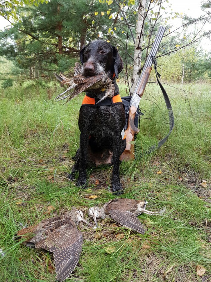 продать охот собаку. продать охот собаку. имена для охотничьих собак. русская гончая в волгоградской области. русская гончая выжловка щенок.