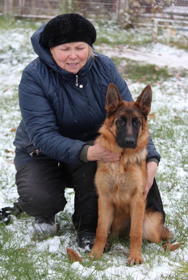 немецкая овчарка чебоксары. щенки немецкой овчарки чебоксары. щенки немецкой овчарки чебоксары. щенки немецкой овчарки чебоксары. чебоксарская овчарка.