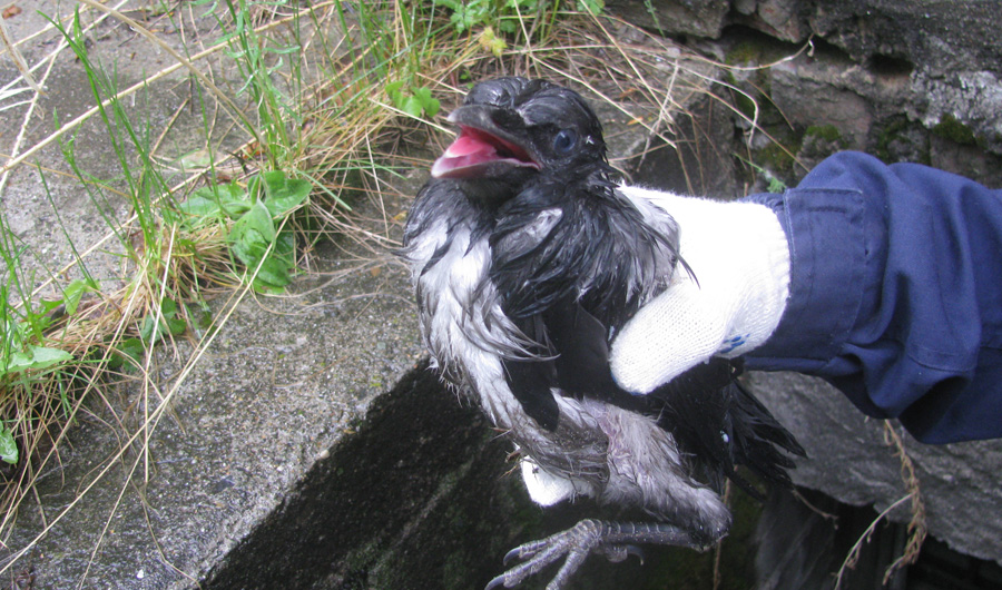 Присоединённое изображение