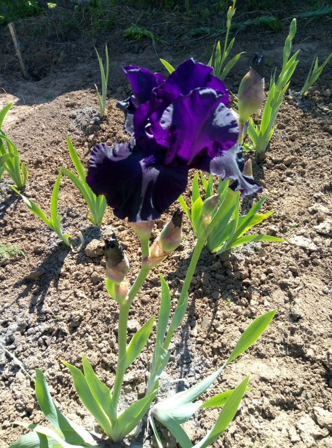 Ирис волгоград салон красоты. Бульвар 30 летия победы 17б. Ирис сибирский хаббард (с2). Ирис бородатый темно. Ирис чебоксары.