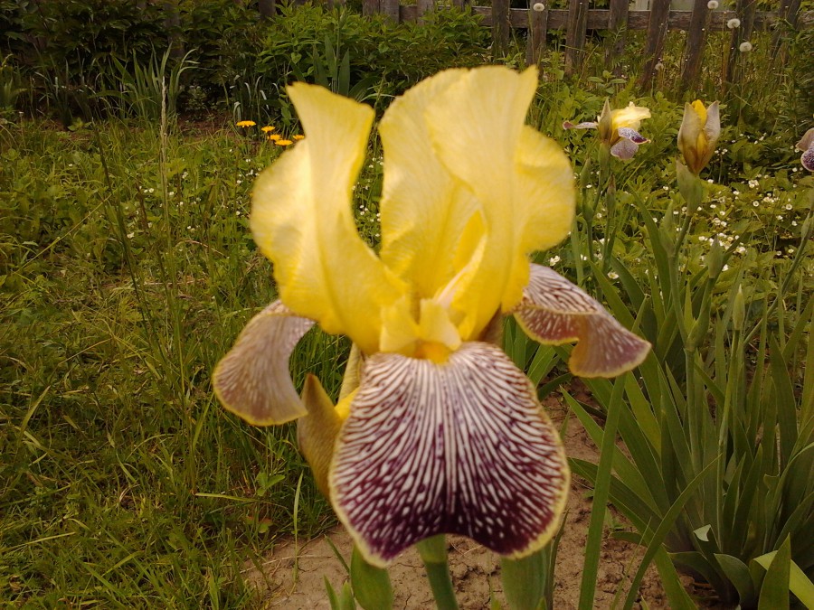 Чувашская республика, чебоксары, ул. Как подвязать ирисы. Ирис чебоксары. Ирис бородатый конджурейшн. Iris чебоксары.