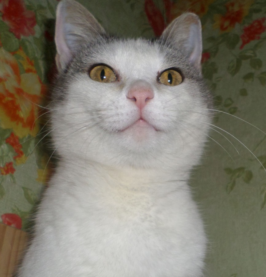 подобранные котята до и после. 5 кошек. взяли взрослого кота. кота за шкирку. взяли взрослого кота.