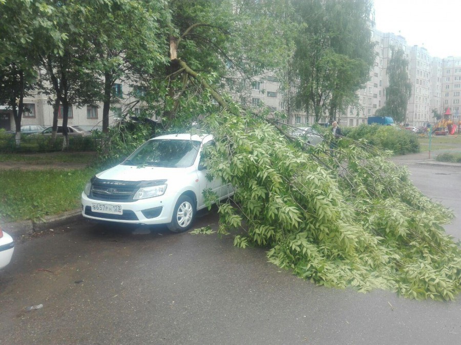 Присоединённое изображение:
- derevo.jpg
- Размер: 266,27кб, Скачано: 10
