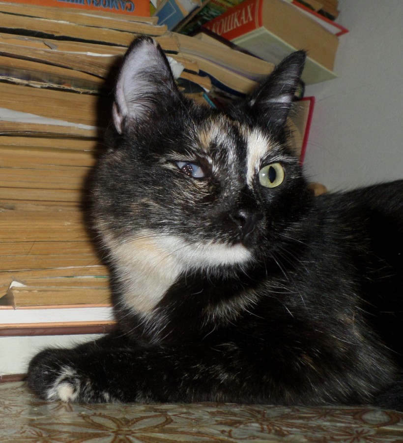 взяли взрослого кота. кот ищет. бездомные котята до и после. подобранные котята до и после. котенок макрель.