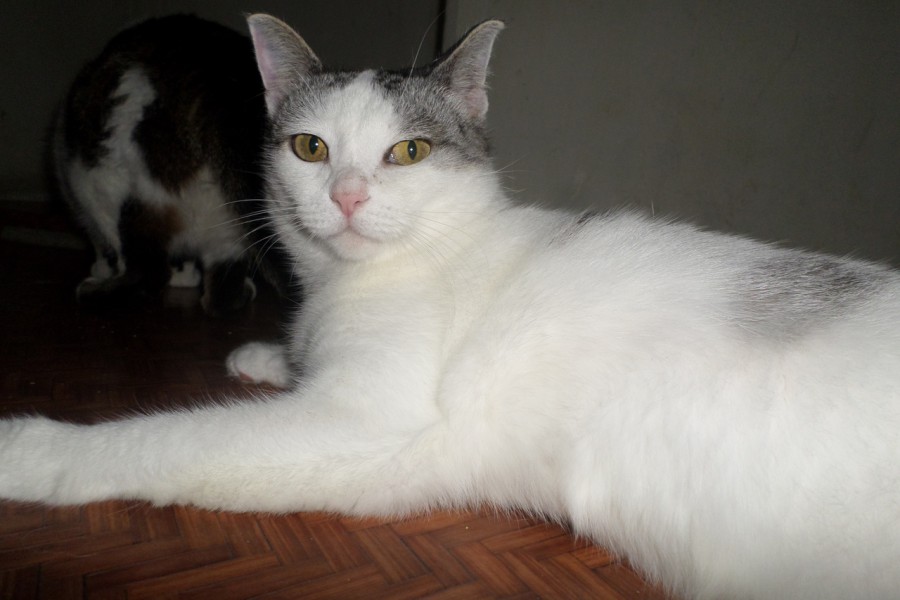 кота за шкирку. котенка за шиворот. котенок и взрослый кот. котенок с улицы до и после. взяли взрослого кота.