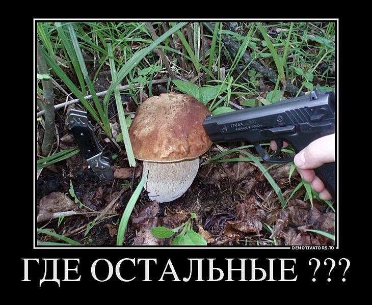 объяснил своё картинки смешные лес грибы пряди