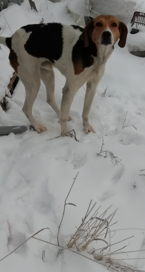 Пропажа и находки охотничьих собак в рб. Пропажа и находки охотничьих собак в рб. Пропажа и находки охотничьих собак в рб. Потерялся курцхаар. Найдена охотничья собака.