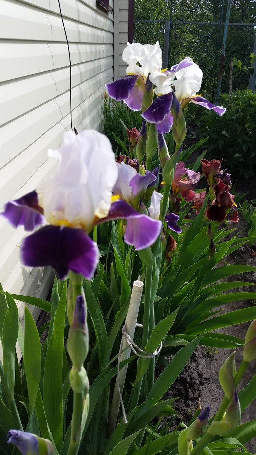 Ирисы сибирские желтые. Ирис чебоксары. Улица п лумумбы 8 чебоксары. Ирис конджурейшн. Ирис касатик амурский.