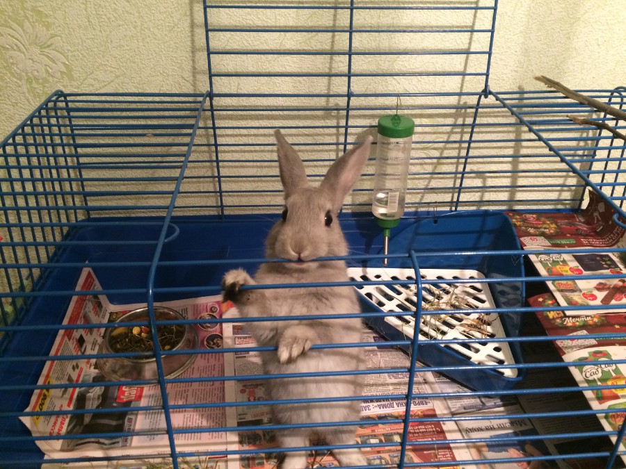 Особенности кормления декоративных кроликов