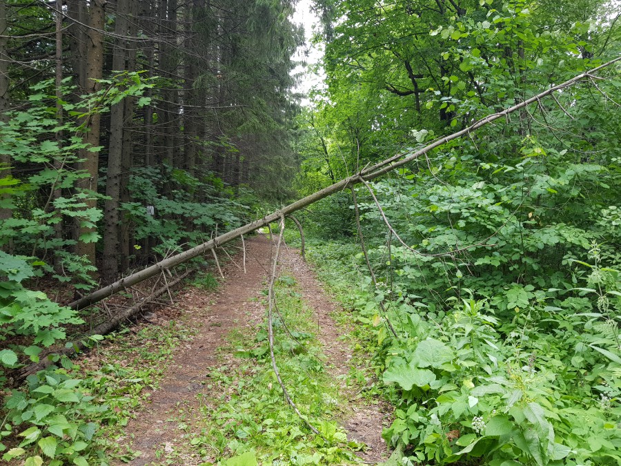 Присоединённое изображение