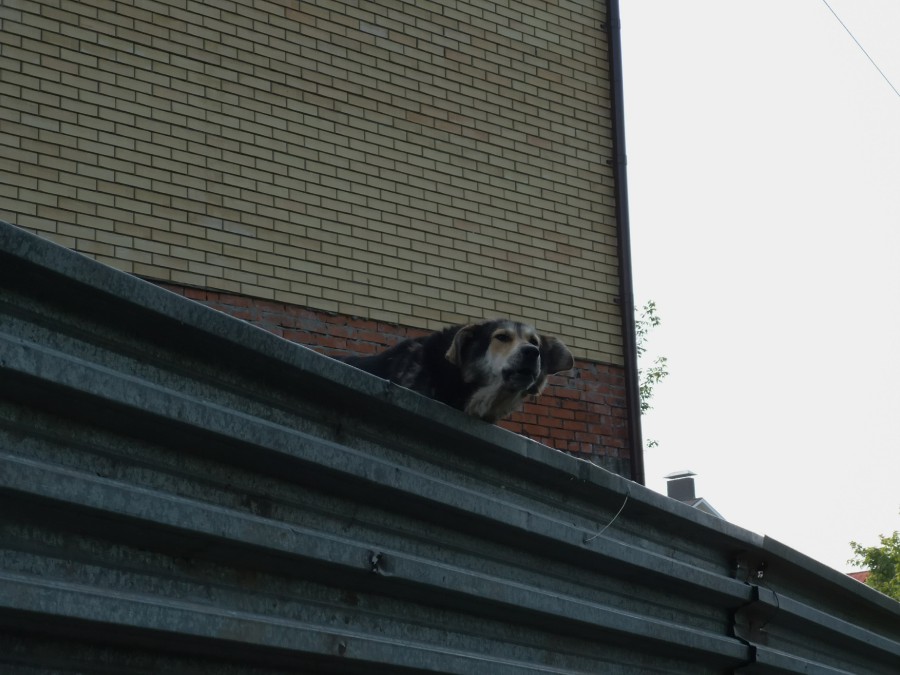 Присоединённое изображение