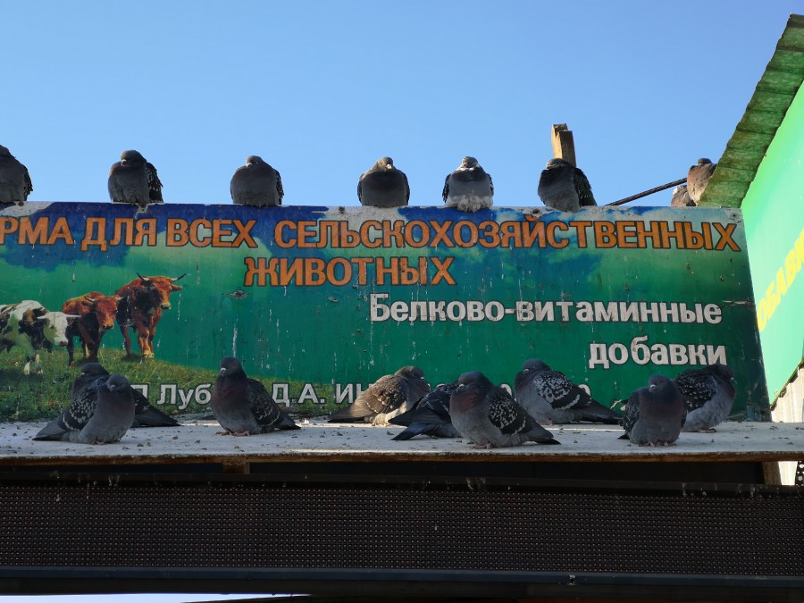 Присоединённое изображение