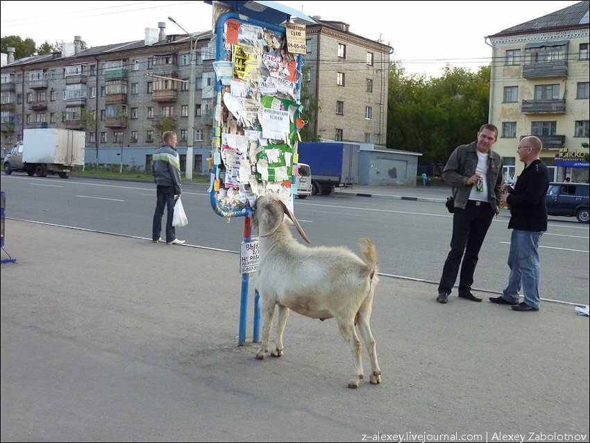 Присоединённое изображение