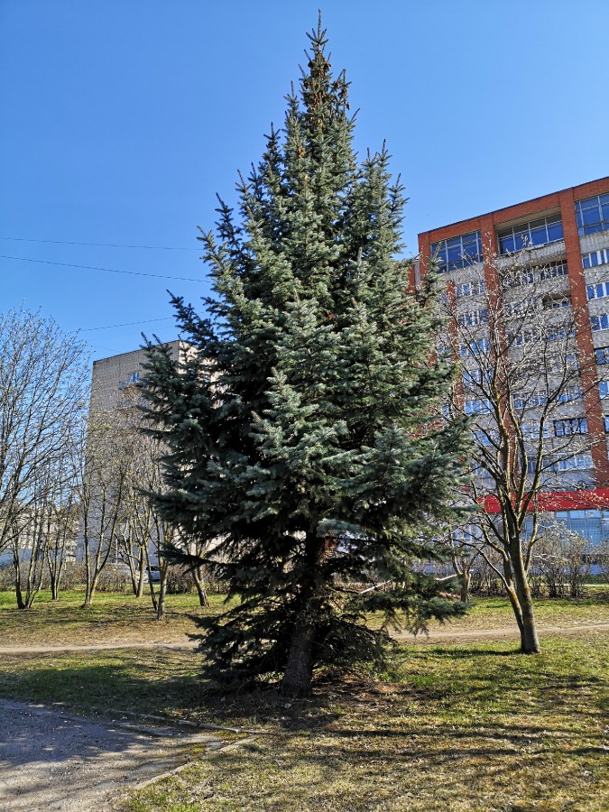 Присоединённое изображение