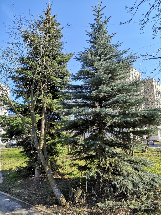Присоединённое изображение