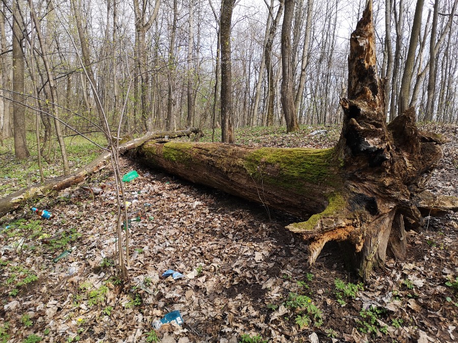 Присоединённое изображение