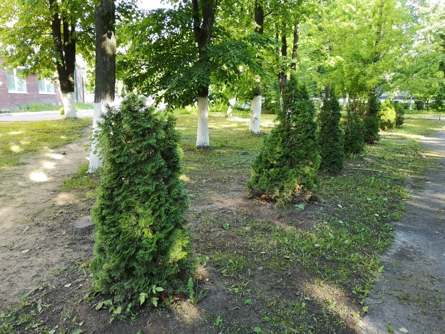 Присоединённое изображение