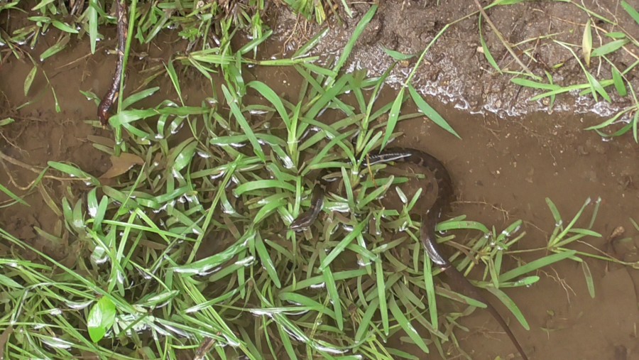 �������������� �����������:
 - S2060001.JPG
 - ������: 1,14��, �������: 0