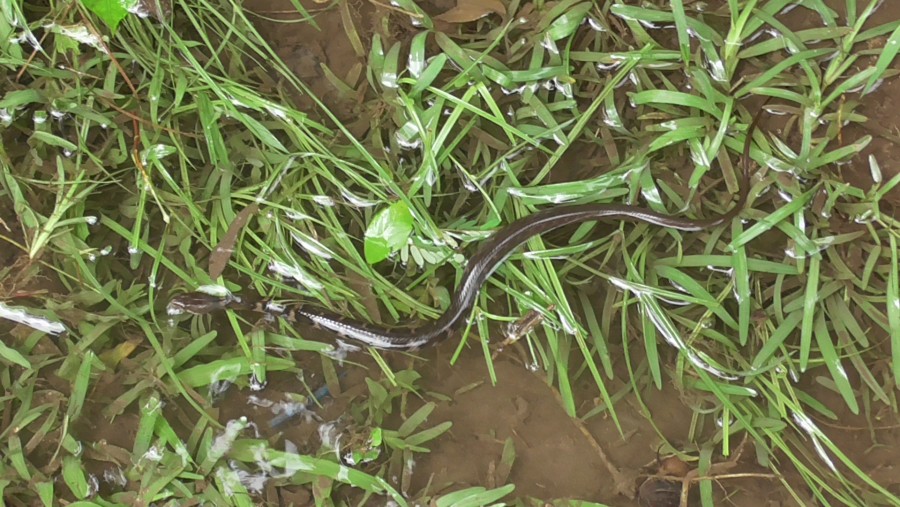 �������������� �����������:
 - S2060004.JPG
 - ������: 1,11��, �������: 1