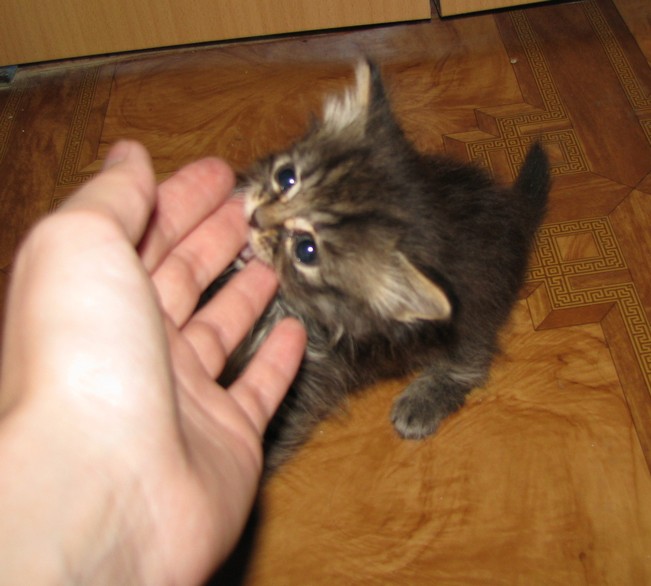 Присоединённое изображение