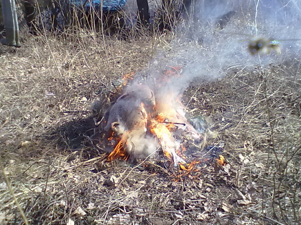 Присоединённое изображение