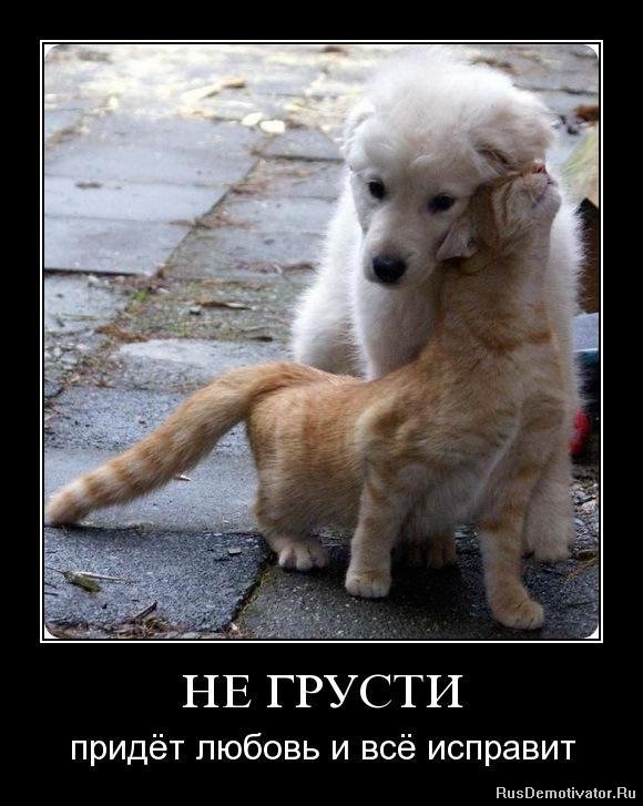 Картинки, открытка не печалься я с тобой