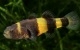 Brachygobius xanthozona
